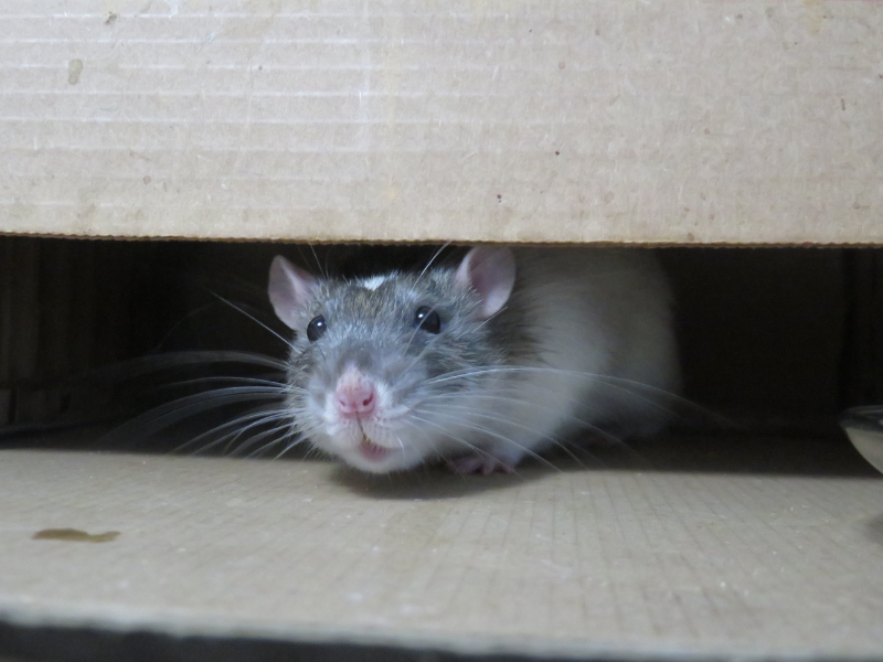 What Is The Most Common Pest In The UK? Rodents